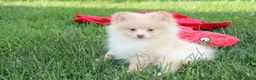 Pomeranian dogs for sale: Teddy  - Ad 9