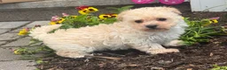 Bichpoo dogs for sale: Blaze  - Ad 3