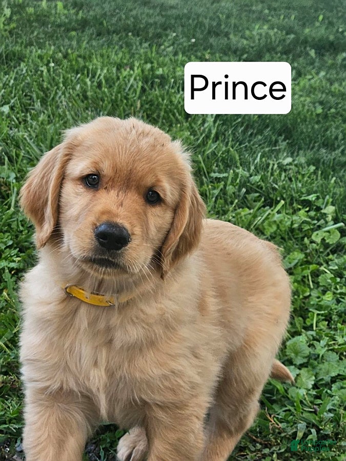 Golden Retriever dogs Prince  - Ad 12