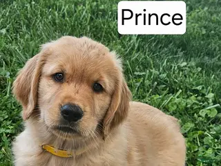 Golden Retriever dogs Prince - Ad 12
