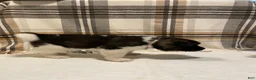 Akita dogs for sale: Mya - Ad 9