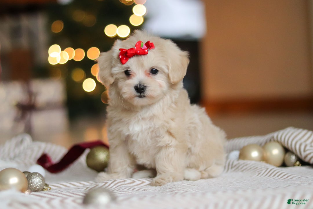 Maltipoo dogs for sale: Camila - Ad 3