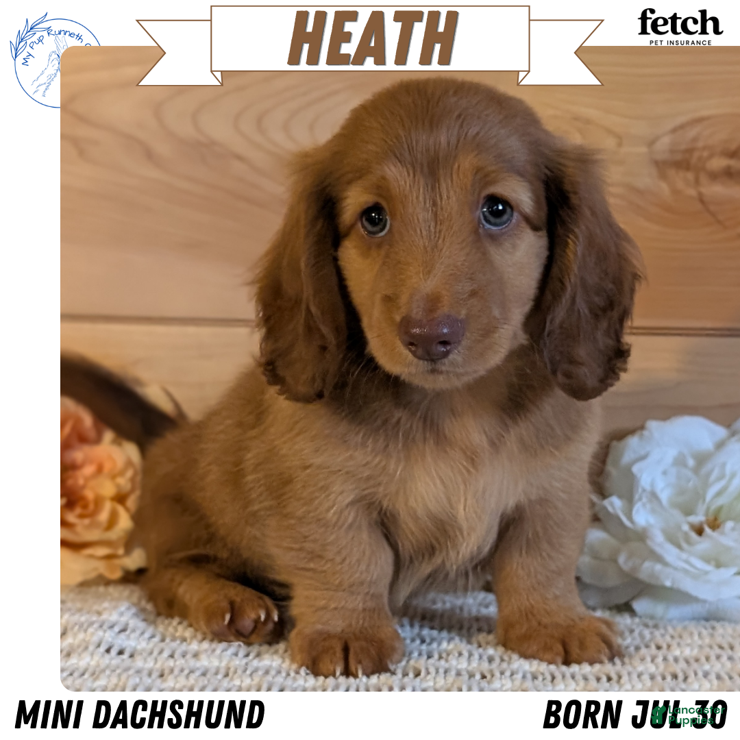Heath, Dachshund