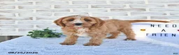 Cavapoo dogs for sale: Cali  - Ad 3