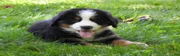 Bernese Mountain Dog dogs for sale: Titus - Ad 4
