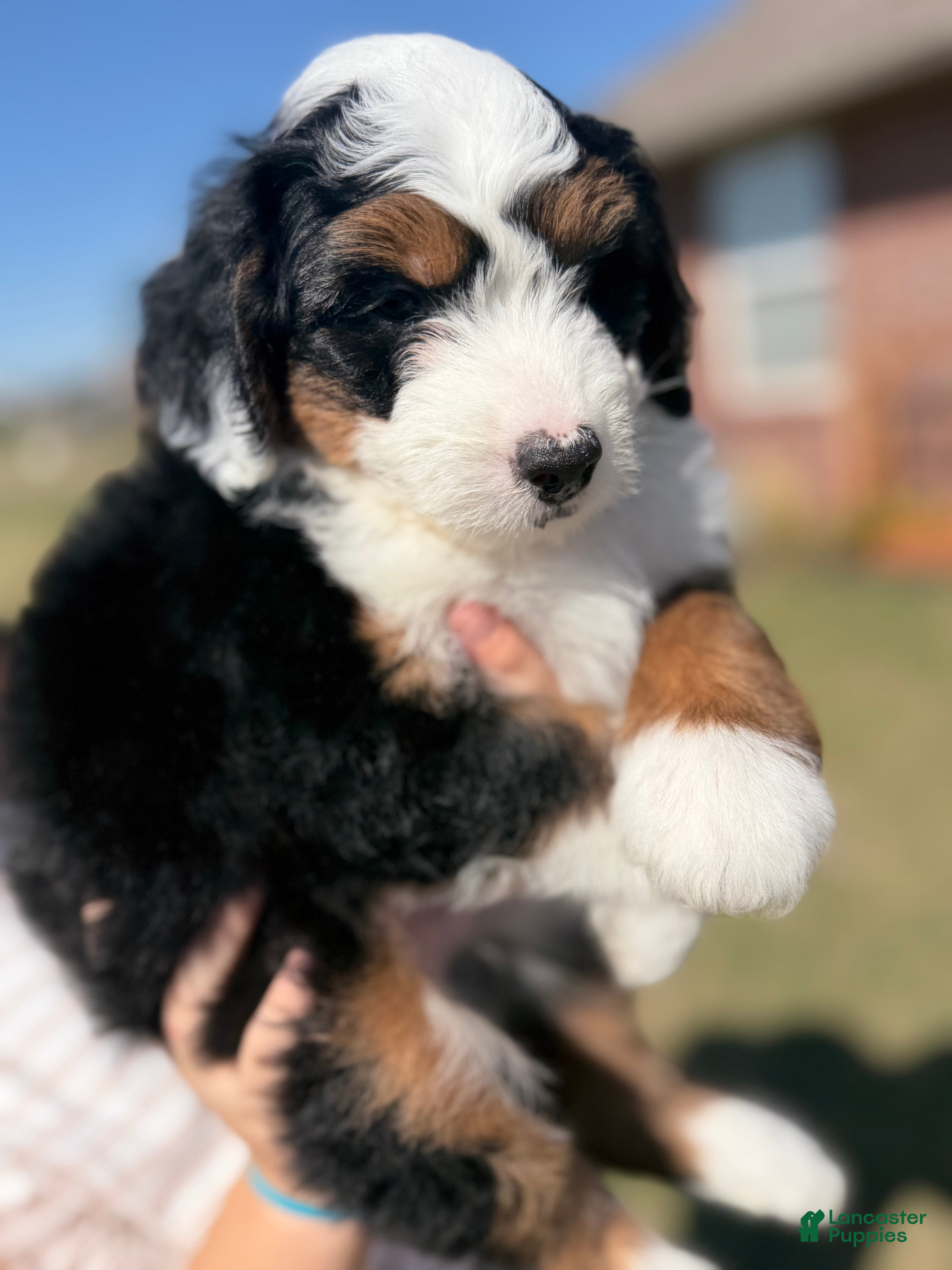 Mixed Breed dogs for sale: Russel - Ad 28