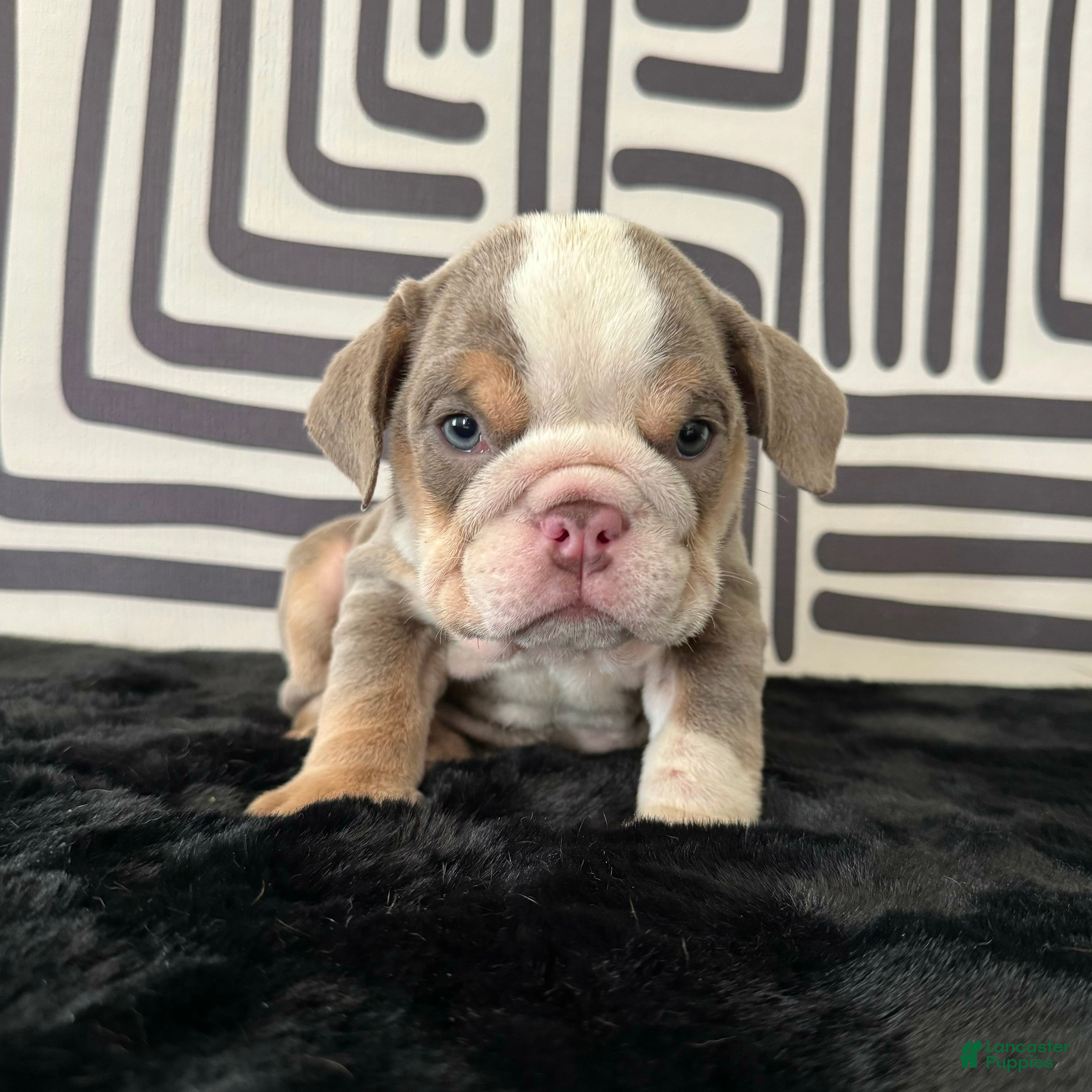 English Bulldog dogs Frida - Ad 1