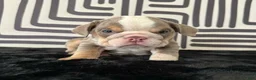 English Bulldog dogs for sale: Frida - Ad 1