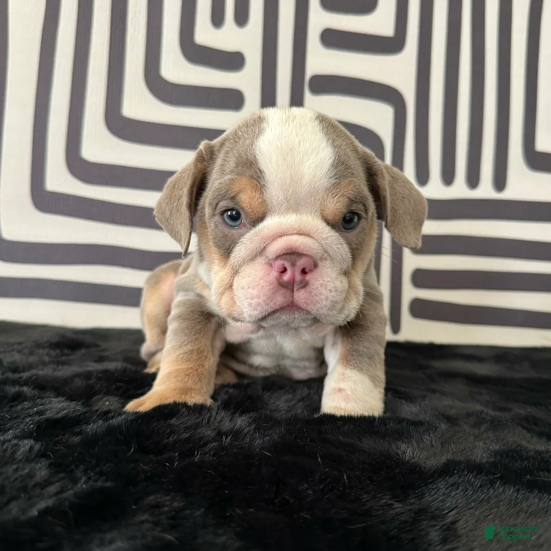 English Bulldog dogs for sale: Frida - Ad 1