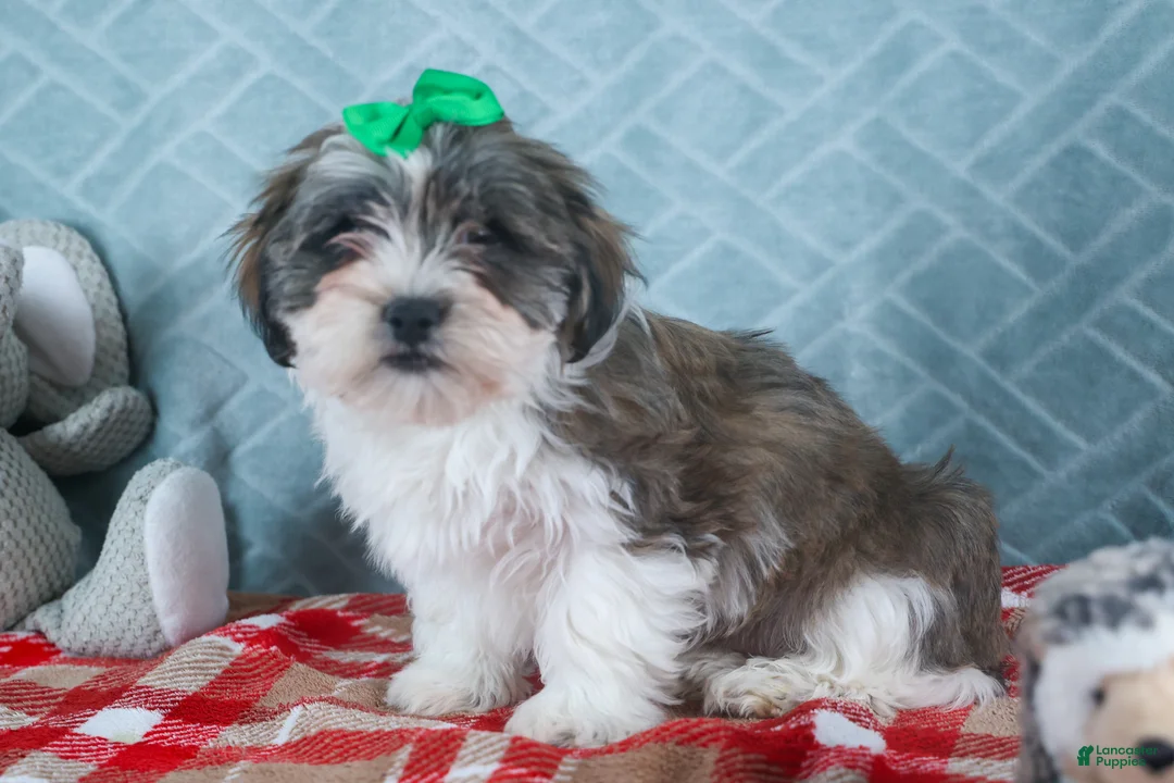 Teddy Bear dogs for sale: GUNNER - Ad 5