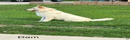 German Shepherd dogs for sale: Lacy  - Ad 4