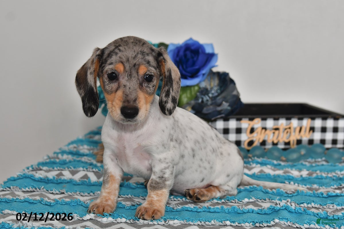 Miniature Dachshund dogs Frankie - Ad 34