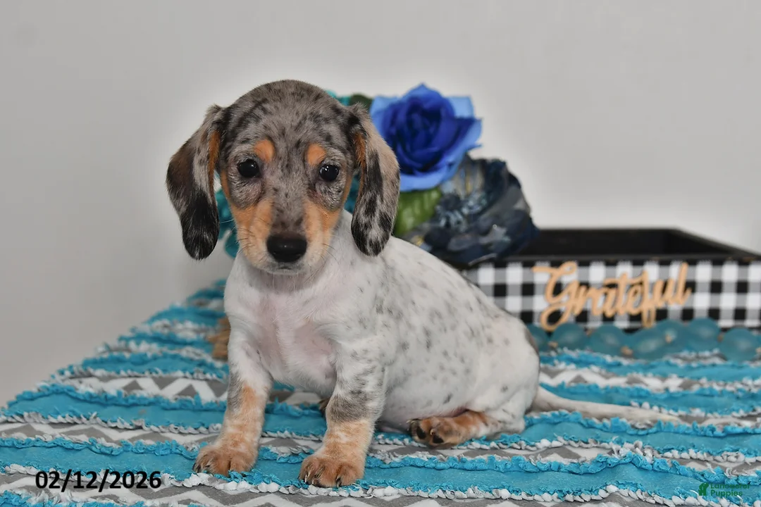 Miniature Dachshund dogs for sale: Frankie - Ad 1