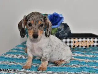 Miniature Dachshund dogs Frankie - Ad 34