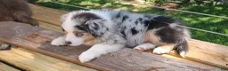 Miniature Australian Shepherd dogs for sale: Spot - Ad 6