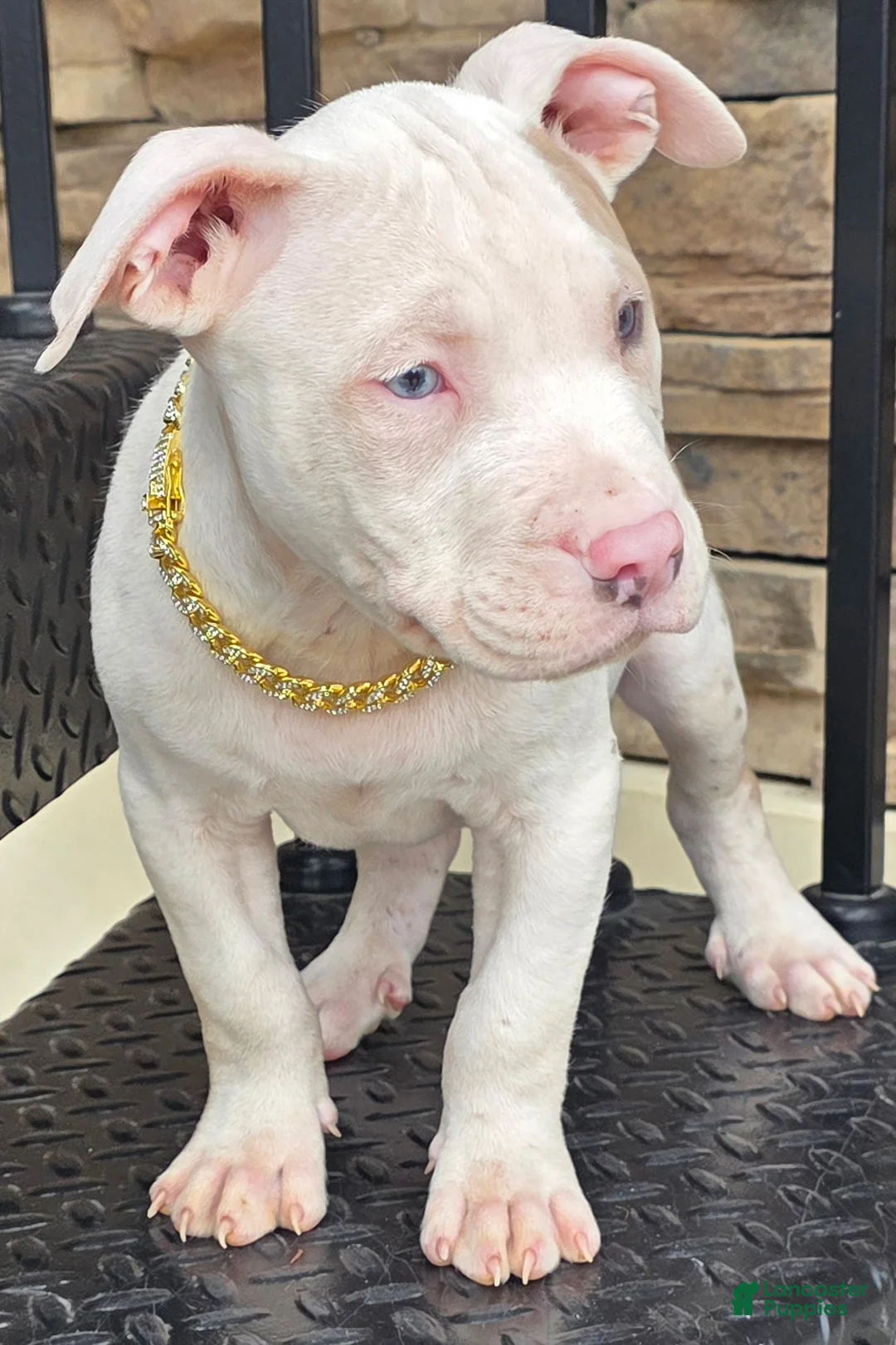 American Pit Bull Terrier dogs for sale: Phoenix  - Ad 1