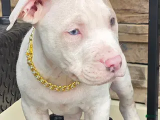 American Pit Bull Terrier dogs Phoenix - Ad 11