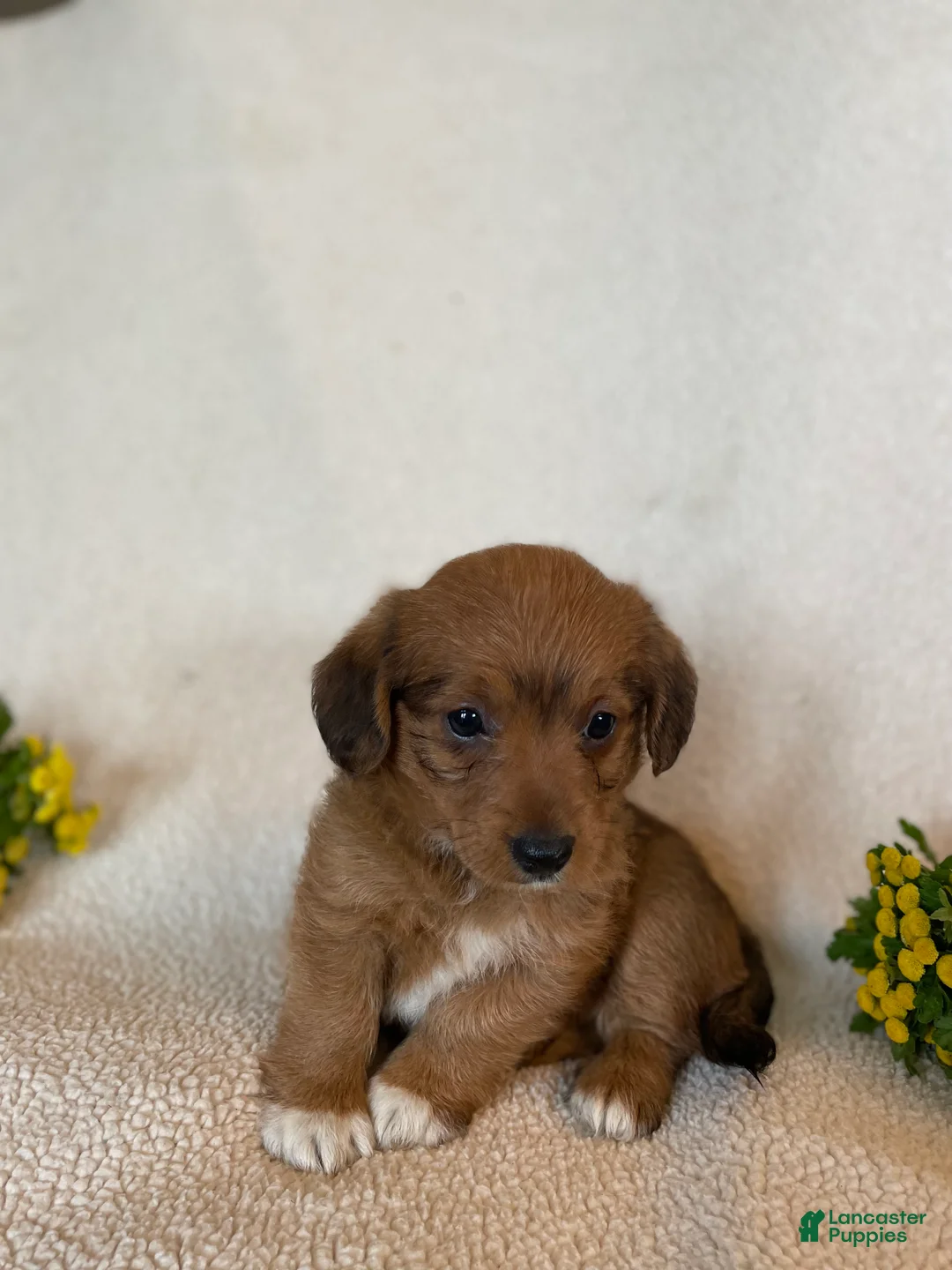 Corgipoo dogs for sale: Cathy - Ad 2