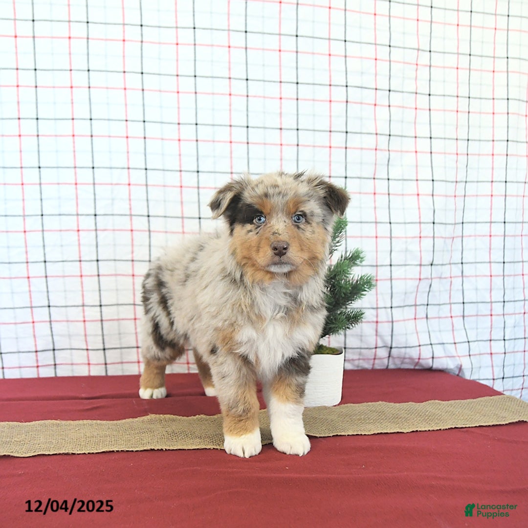 Australian Shepherd dogs for sale: Jingle  - Ad 3