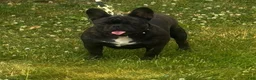 French Bulldog dogs for sale: French Bulldog 1 - Ad 7