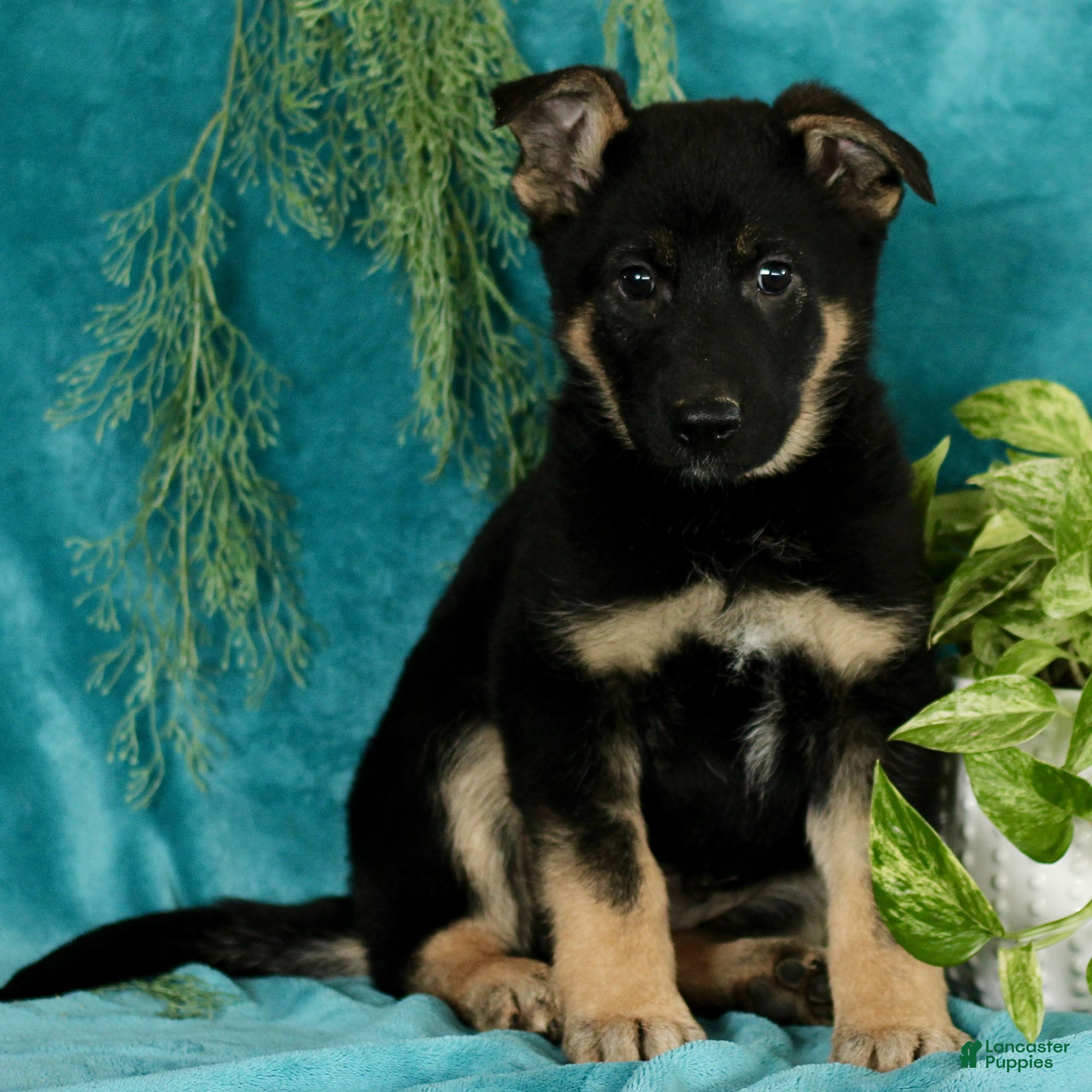 German Shepherd dogs Tyler  - Ad 2