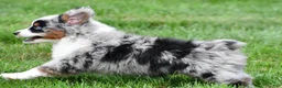 Miniature Australian Shepherd dogs for sale: Wendy - Ad 13