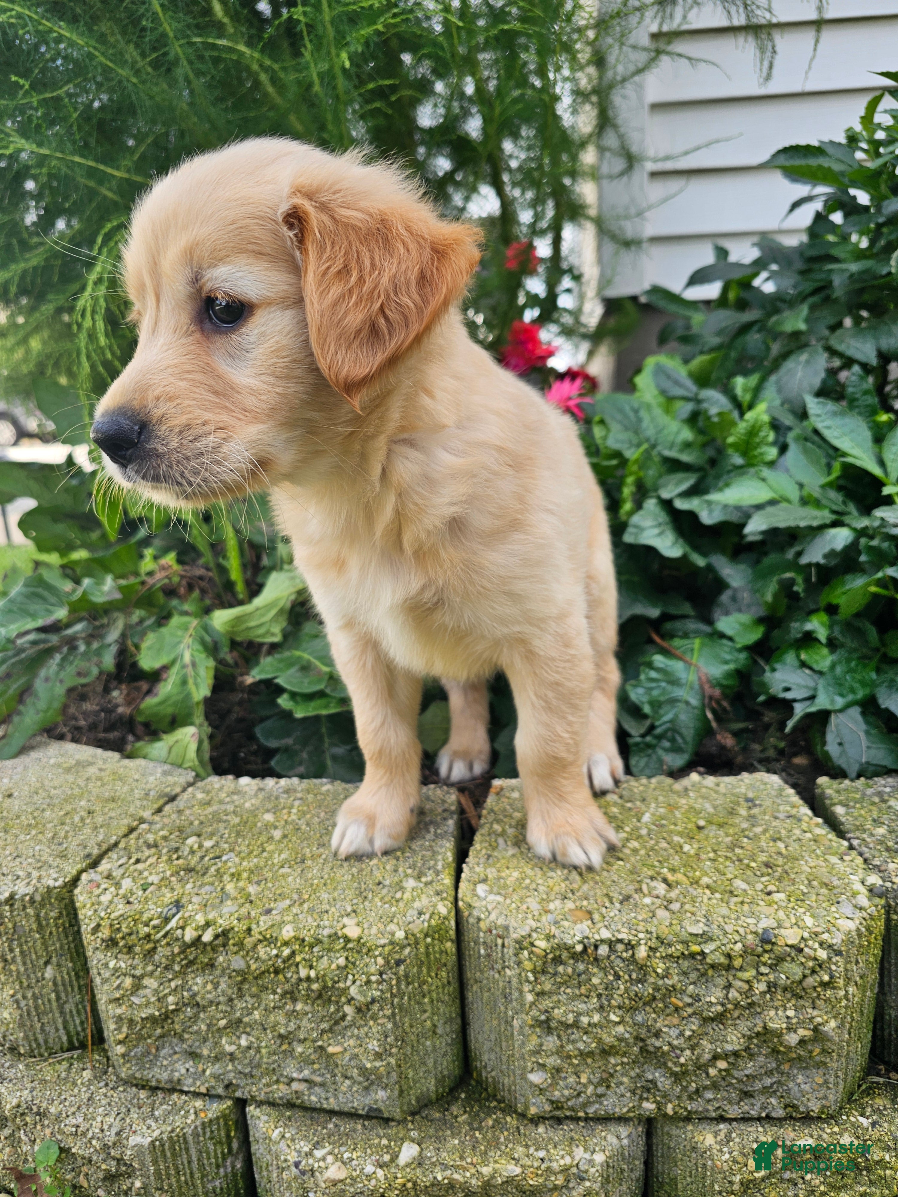 Bree (Golden Retriever, Female) in Nappanee, IN
