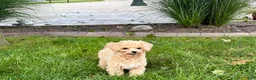 Maltipoo dogs for sale: Tiny - Ad 11