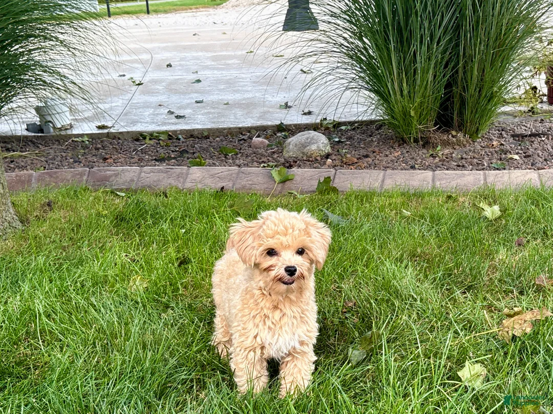 Maltipoo dogs for sale: Tiny - Ad 11