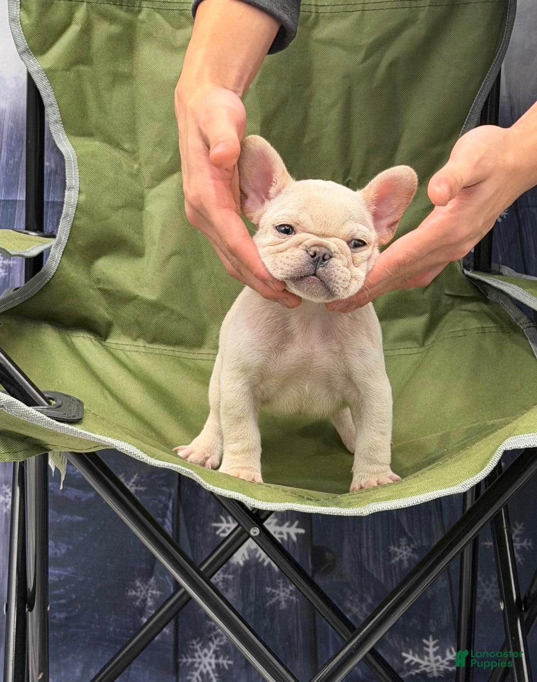 French Bulldog dogs for sale: Tiff - Ad 3
