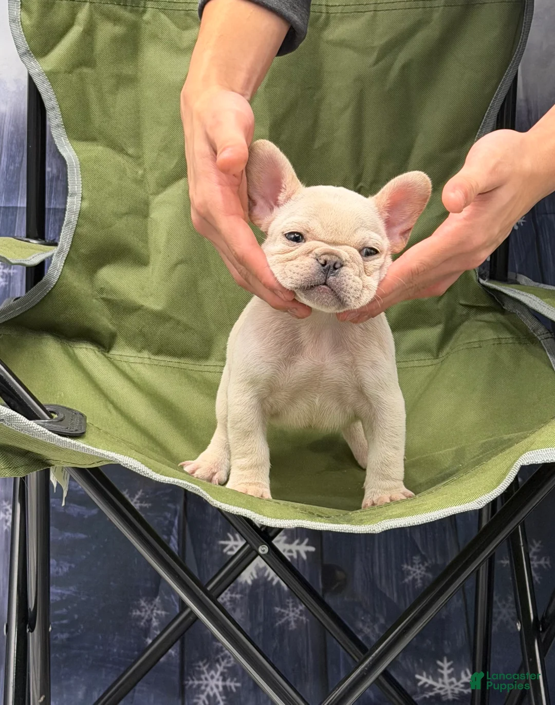 French Bulldog dogs for sale: Tiff - Ad 3