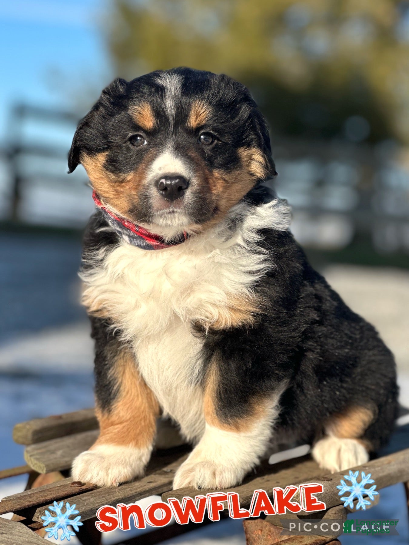 Miniature Australian Shepherd dogs Snowflake  - Ad 3