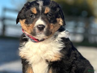 Miniature Australian Shepherd dogs Snowflake - Ad 3