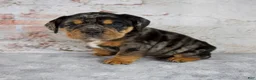 Beabull dogs for sale: Graham - Ad 3