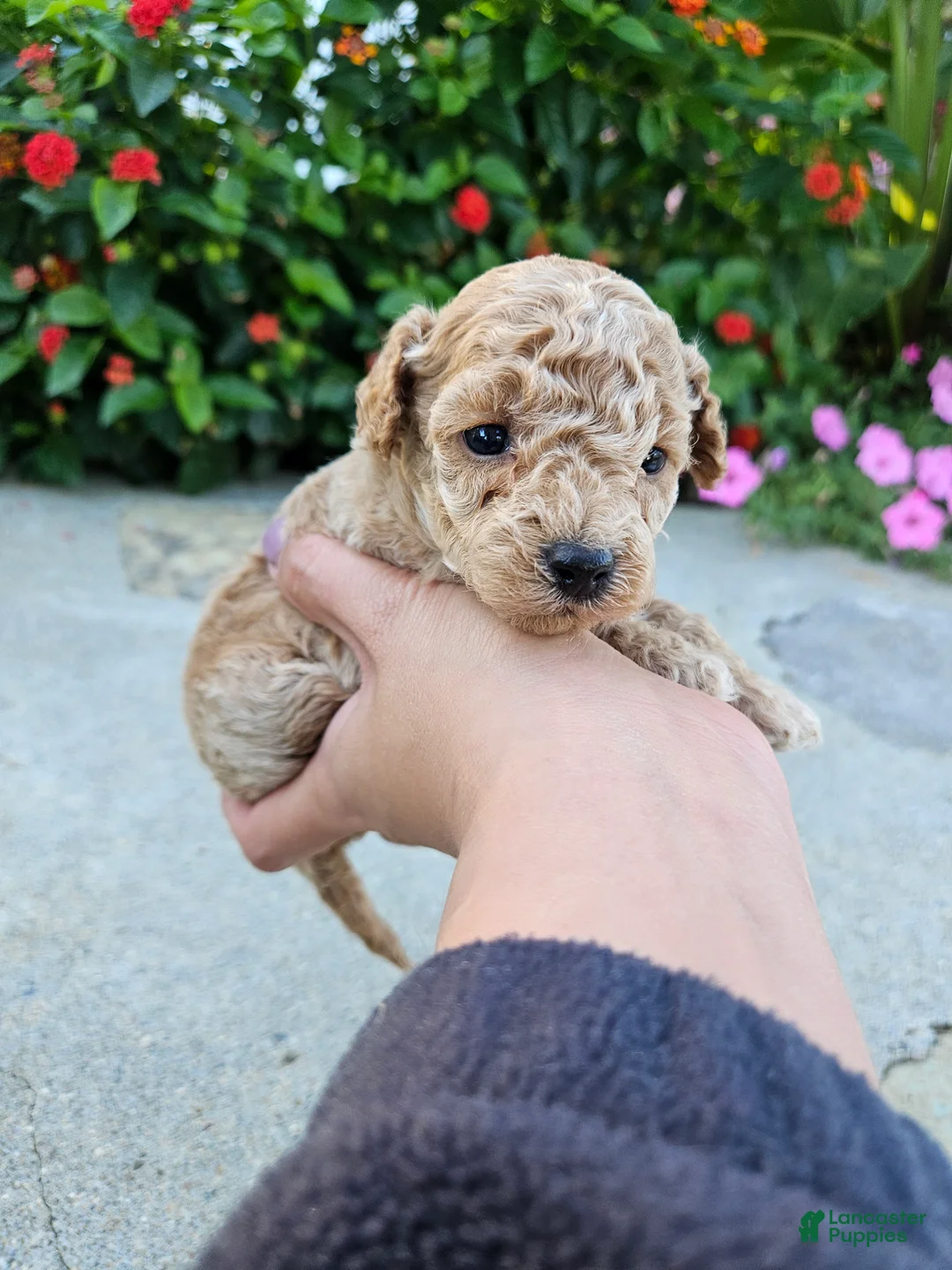 Bichpoo dogs for sale: Winston - Ad 1