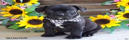Frug dogs for sale: Jake - Ad 3