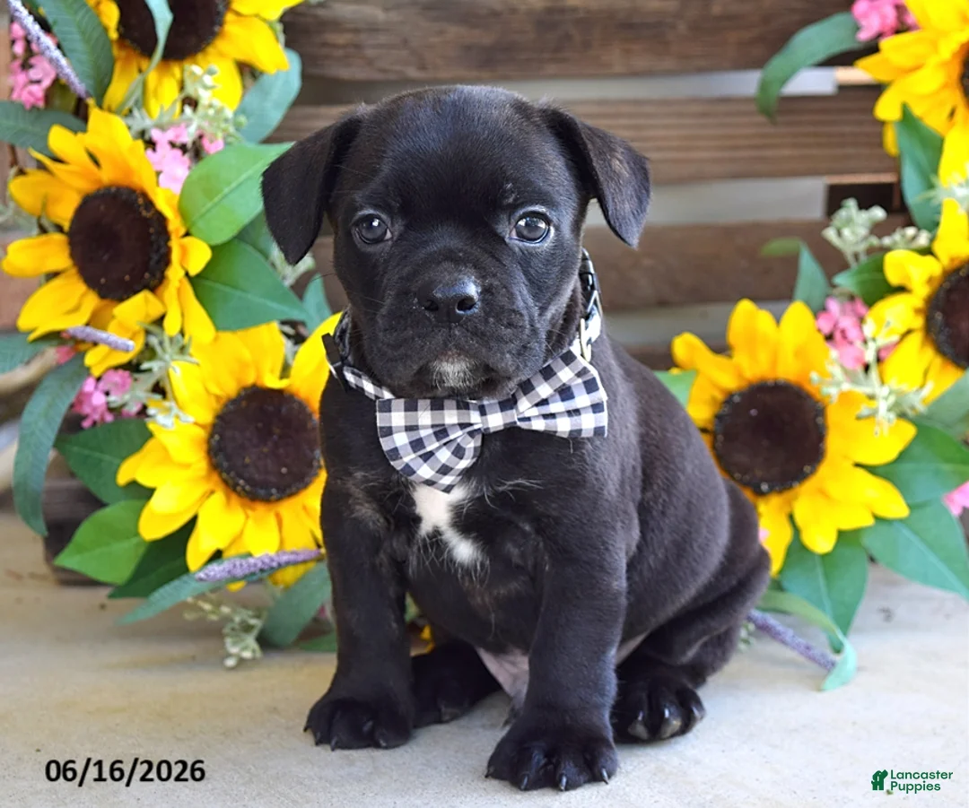 Frug dogs for sale: Jake - Ad 3
