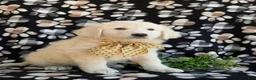 Mixed Breed dogs for sale: Monte - Ad 4