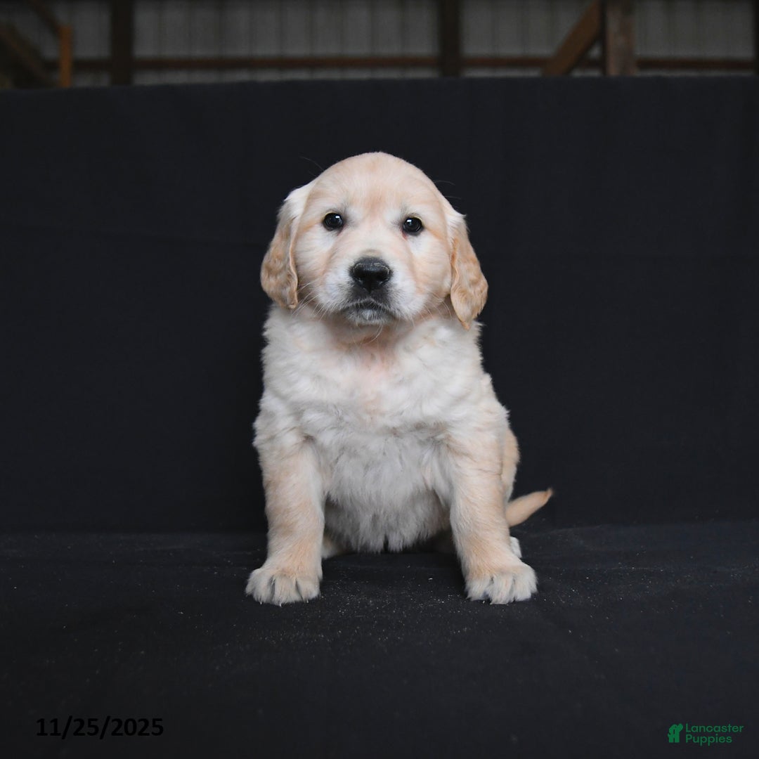 Golden Retriever dogs for sale: Ravenna  - Ad 1