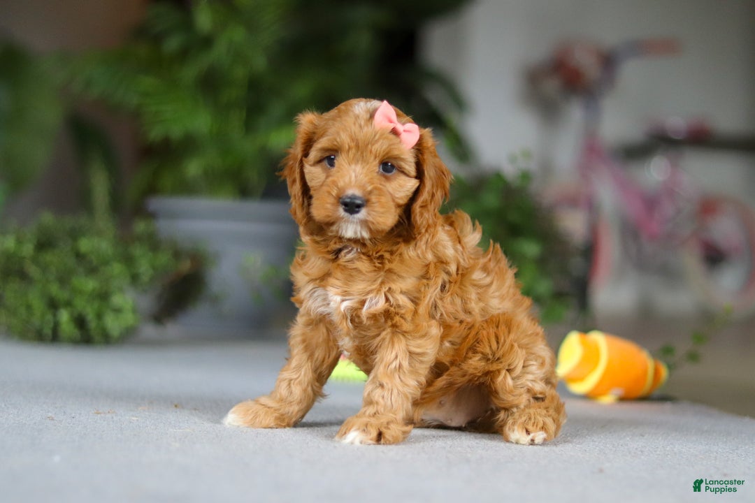 Cavapoo dogs for sale: Jewel - Ad 3