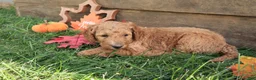 Standard Poodle dogs for sale: Adam - Ad 4