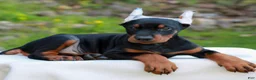 Doberman Pinscher dogs for sale: Axel  - Ad 3