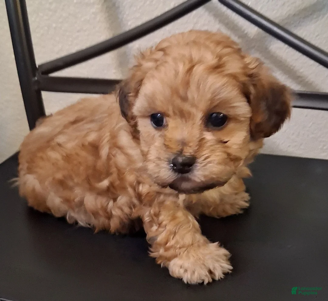 Shihpoo dogs for sale: Hannah - Ad 2