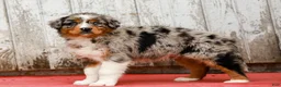 Australian Shepherd dogs for sale: Jay - Ad 6