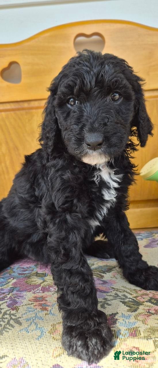 Goldendoodle dogs for sale: MOLLY - Ad 1
