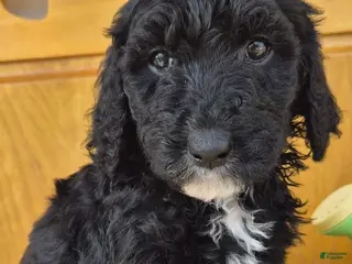 Goldendoodle dogs for sale: MOLLY - Ad 1
