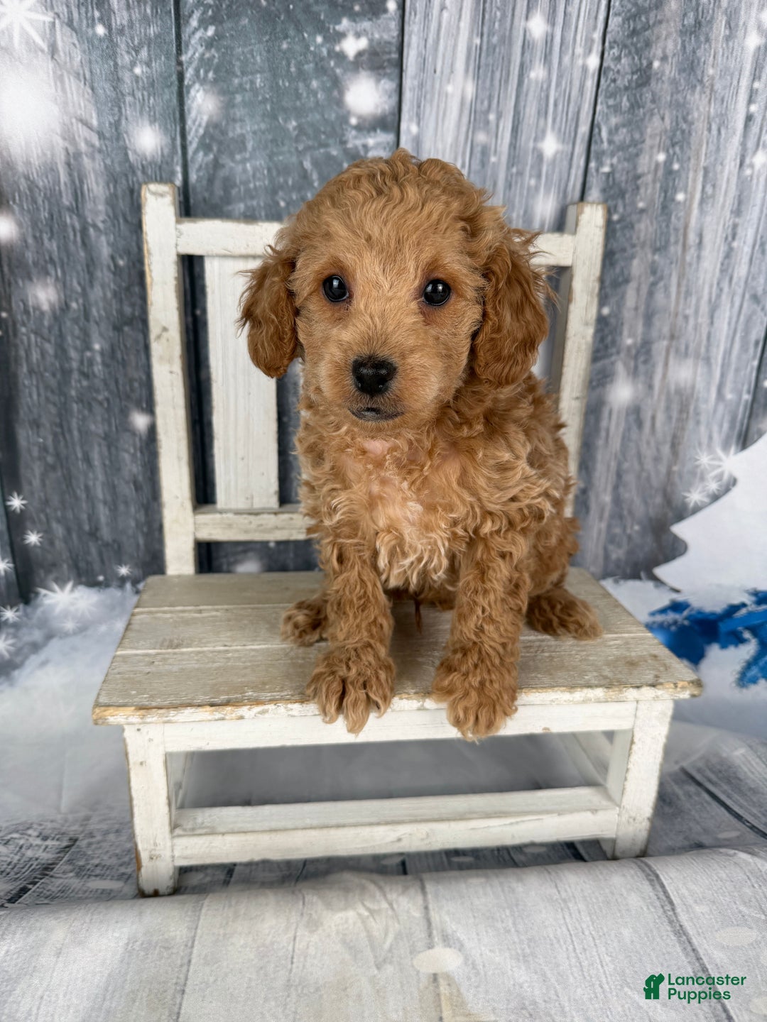 Cavapoo dogs for sale: Willy - Ad 2