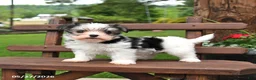 Morkie dogs for sale: Patches - Ad 2
