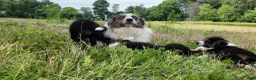 Australian Shepherd dogs for sale: Virginia - Ad 5