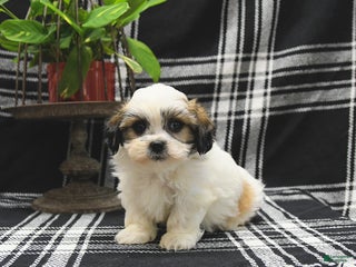 Teddy Bear dogs Steerling - Ad 41